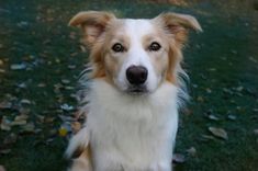 a brown and white dog sitting in the grass