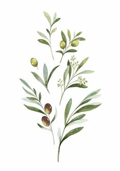 watercolor painting of olives and leaves on white background stock photo - 787982