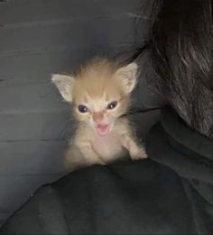 a small kitten sitting on top of someone's lap with its tongue hanging out