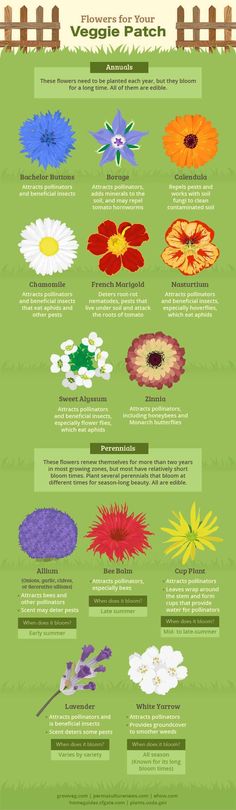 the different types of flowers that can be seen in this info sheet, which shows how they