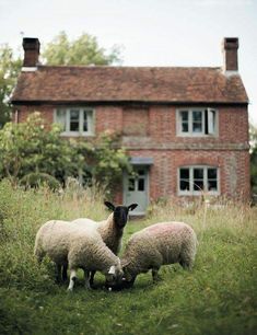 three sheep are grazing in front of an old brick house