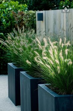 the facebook page is displaying an image of some plants in large black planter boxes