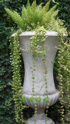 a large white vase filled with lots of green plants