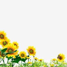 the sunflowers are blooming in the field with green grass and white background