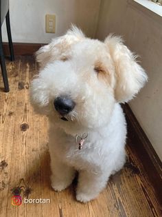 a small white dog sitting on top of a wooden floor