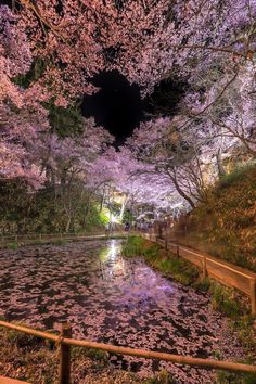 the trees are blooming and reflecting in the water at night, with lights shining on them