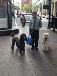 a man walking three poodles down the street with bags on their leashes