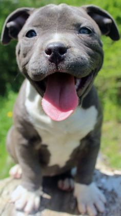 a gray and white dog sitting on top of a wooden bench with its tongue out