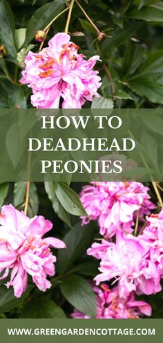 dead pink peonies waiting to be deadheaded Faded Flowers, Deadheading, Garden Remedies, Perennial Flowers, Flower Care