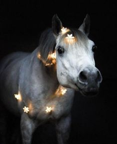 a white horse with christmas lights on it's head