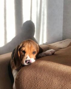 a brown and white dog laying on top of a bed