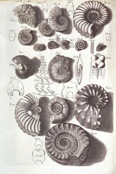 an open book with drawings of shells and other things on it's pages