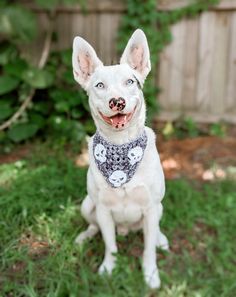 a white dog wearing a bandana sitting on the grass in front of a fence