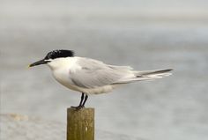 a white and black bird sitting on top of a wooden post