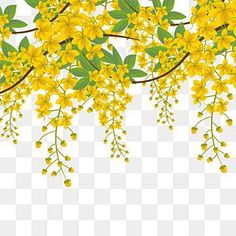 yellow flowers are hanging from the branches of trees, spring, flower, branch png and psd