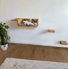 a cat laying in a wooden shelf on the wall