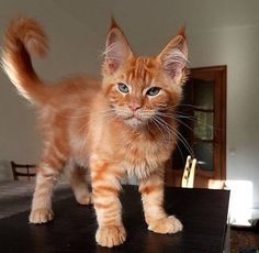 an orange kitten standing on top of a table