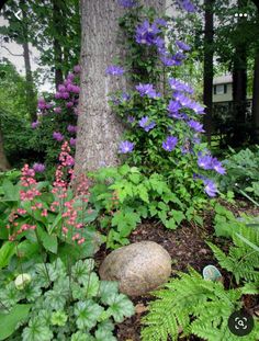 the garden is full of flowers and plants, including an elephant's paw plant