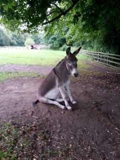 a donkey sitting in the dirt under a tree