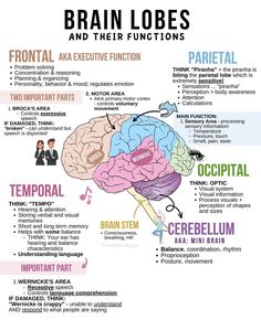 the brain and its functions are labeled in different languages, including words that describe their functions