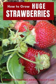 strawberries growing in the garden with text overlay that reads how to grow huge strawberries