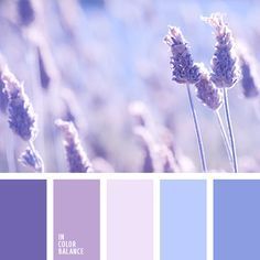 the color scheme is lavender and blue