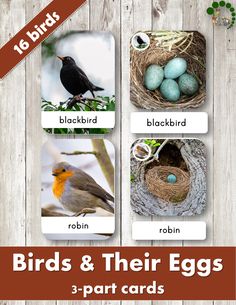 birds and their eggs cards with the words bird's & their eggs on them