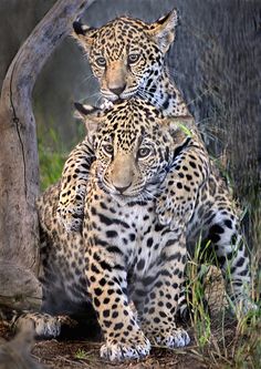 two large leopards are sitting together in the grass and one is rubbing its head against another's back