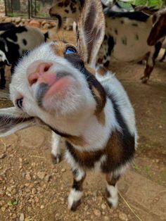 a close up of a goat with its mouth open and other cows in the background