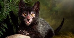 a black cat sitting on top of a mushroom next to some leaves and mushrooms in the forest