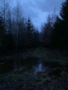 a dark forest with puddles of water in the foreground and trees on either side