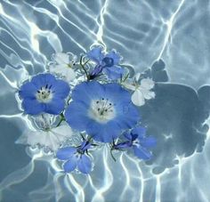 blue and white flowers floating in clear water