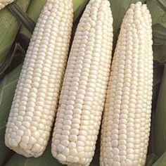 three ears of corn on a green leafy surface