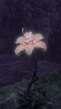 a flower that is in the grass near some water and rocks, with light shining on it's petals