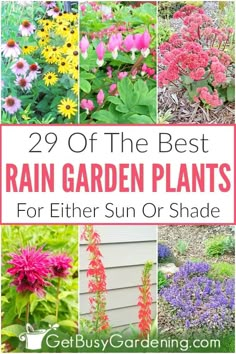 the best rain garden plants for either sun or shade