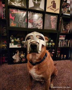 a dog wearing a helmet and goggles sitting on the floor in front of bookshelves