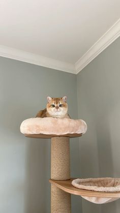 a cat sitting on top of a scratching post in a room with gray walls and carpet