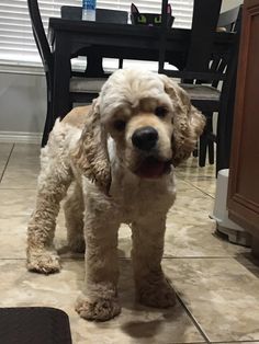 a white dog standing on top of a kitchen floor