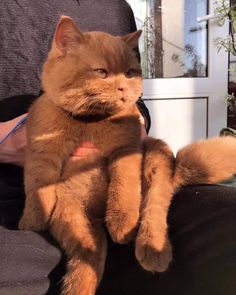 an orange cat is sitting on someone's lap