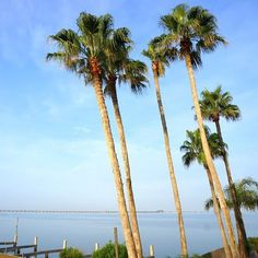 some palm trees water and blue sky