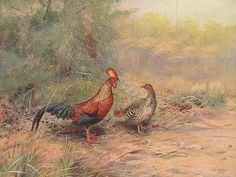 two chickens are standing in the grass near some trees and bushes, one is looking at another chicken