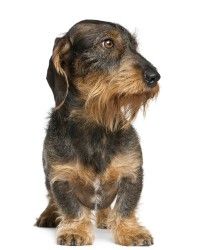 a small brown and black dog sitting on top of a white floor