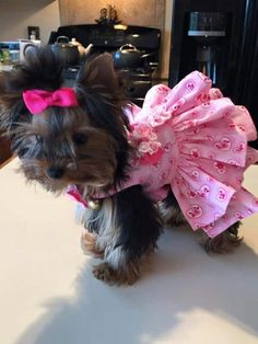 a small dog wearing a pink dress on top of a counter