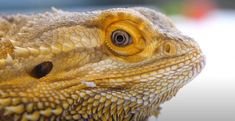 a close up view of a lizard's head with yellow and brown fur on it