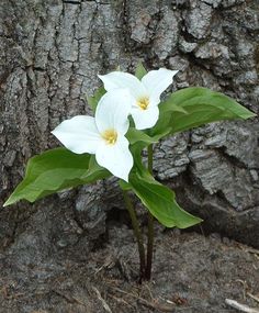 two white flowers are growing out of the ground next to a tree trunk with green leaves