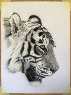 a pencil drawing of a tiger's head