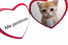 an orange cat sitting in front of a heart with the words me perdonas on it