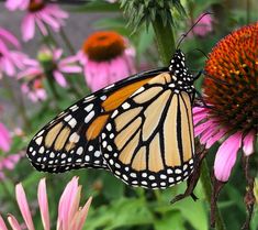 a monarch butterfly resting on a pink flower