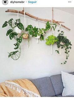 some plants are hanging on the wall above a couch