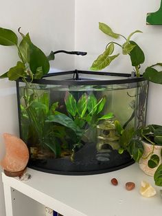 there is a fish bowl with plants in it